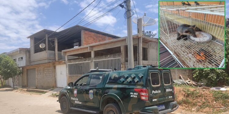 Polícia Ambiental resgata filhote de raposa em bairro de Barra de São Francisco; veja o vídeo Polícia Ambiental resgata filhote de raposa em bairro de Barra de São Francisco; veja o vídeo