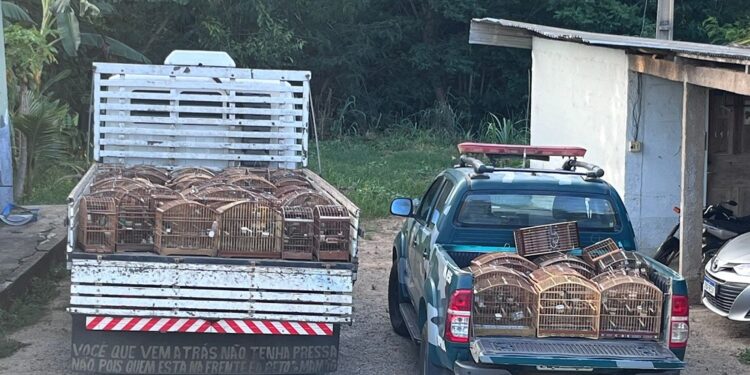 Polícia Ambiental resgata 179 pássaros silvestres em cativeiro no Sul do ES