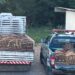 Polícia Ambiental resgata 179 pássaros silvestres em cativeiro no Sul do ES