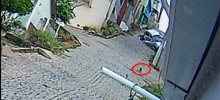 Cãozinho corre desesperado ao ver carro capotando em rua da Vila Landinha; veja vídeo Cãozinho corre desesperado ao ver carro capotando em rua da Vila Landinha; veja vídeo