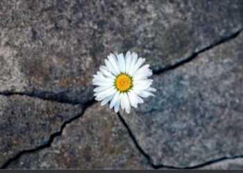 Resiliência ou poder?