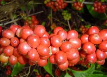 Tecnologias e manejo de conilon: Ecoporanga sediará o 2° Conilon Tec