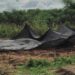 Hortões municipais em parceria com o Ifes produzem 1.487 kg e 42 caixas de legumes, frutas, raízes e folhas Hortões municipais em parceria com o Ifes produzem 1.487 kg e 42 caixas de legumes, frutas, raízes e folhas