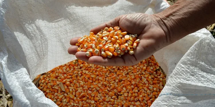 Preço do milho tem forte queda no mercado externo e poucas variações no Brasil Preço do milho tem forte queda no mercado externo e poucas variações no Brasil