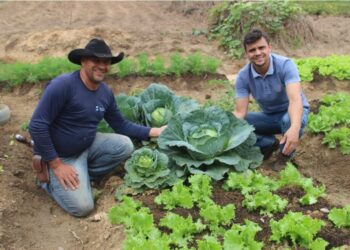 Hortões produziram mais de 56 toneladas de legumes em três anos para a população carente