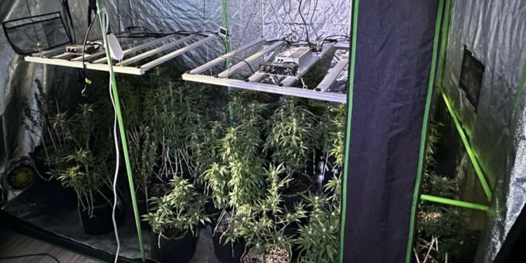 Horta proibida em Viana: polícia acaba com plantação e dono desaparece Horta proibida em Viana: polícia acaba com plantação e dono desaparece