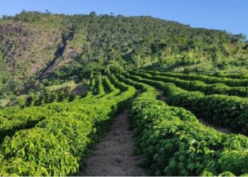 Notícias econômicas: conilon tem exportação histórica