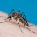Governo cria painel para tornar transparentes os dados da dengue no Estado