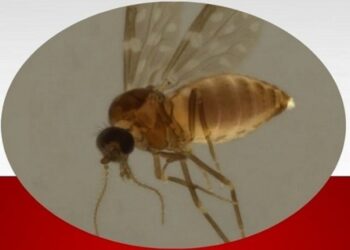 Novo desafio: Colatina concentra maioria dos casos de febre parecida com a dengue
