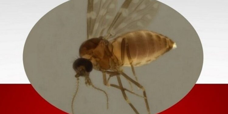 Novo desafio: Colatina concentra maioria dos casos de febre parecida com a dengue