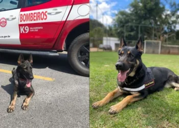 Cães do Corpo de Bombeiros do ES localizam corpo de adolescente desaparecida em enxurrada no RS