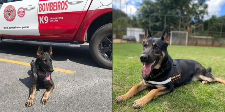 Cães do Corpo de Bombeiros do ES localizam corpo de adolescente desaparecida em enxurrada no RS Cães do Corpo de Bombeiros do ES localizam corpo de adolescente desaparecida em enxurrada no RS