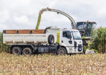 Silagem de milho no Norte do Estado eleva em 23% a produtividade do rebanho