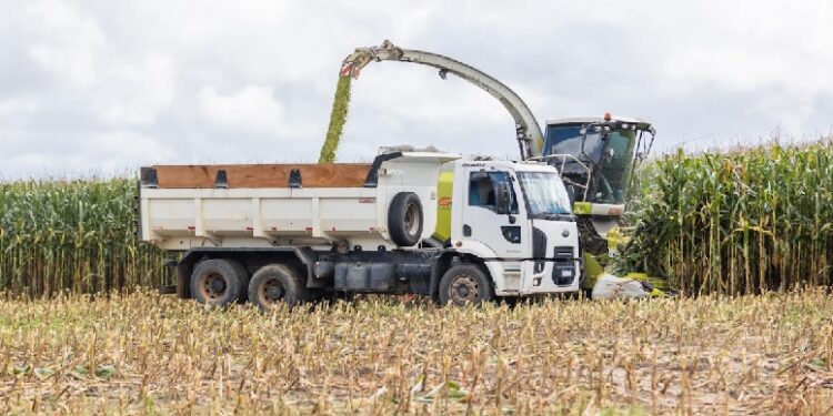Silagem de milho no Norte do Estado eleva em 23% a produtividade do rebanho Silagem de milho no Norte do Estado eleva em 23% a produtividade do rebanho