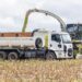 Silagem de milho no Norte do Estado eleva em 23% a produtividade do rebanho