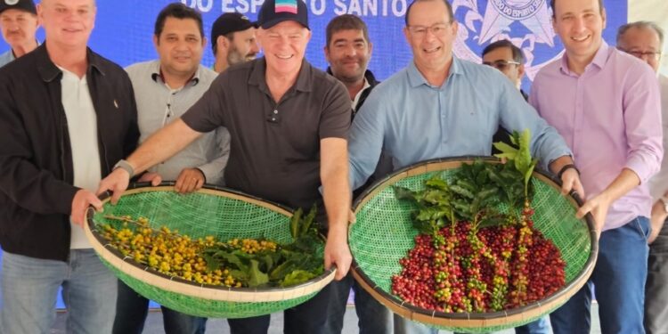 Estado prevê aumento de até 50% na produção de café em relação à safra de 2023