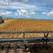 Crédito rural aumenta 30% no ES e agricultura se moderniza