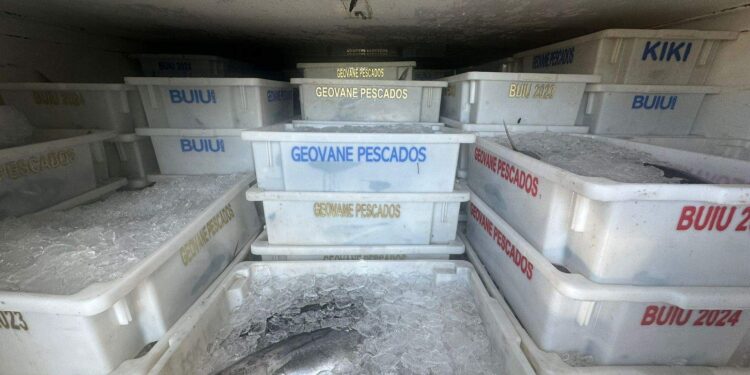 PRF apreende 10 toneladas de pescado sem nota fiscal em São Mateus