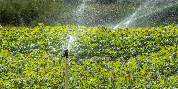 O papel da agricultura irrigada nas metas da ONU de combate à fome no mundo O papel da agricultura irrigada nas metas da ONU de combate à fome no mundo