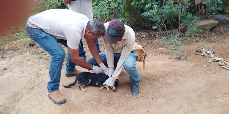 Campanha de vacinação antirrábica começa nesta segunda-feira (17) em Barra de São Francisco