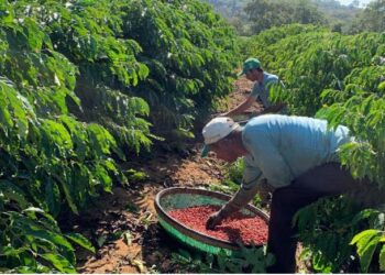 Curso no Ifes de Colatina ensina a classificar e a degustar café