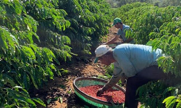Curso no Ifes de Colatina ensina a classificar e a degustar café