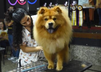 De desfile de pets a batalha da beleza: saiba tudo o que acontecerá no maior evento pet do Estado