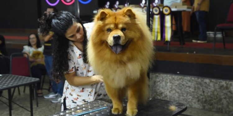 De desfile de pets a batalha da beleza: saiba tudo o que acontecerá no maior evento pet do Estado