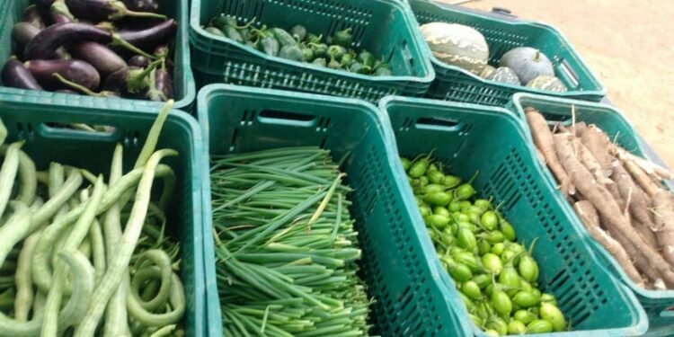 Hortão municipal produziu 1.172 kg de legumes e frutas e 163 caixas de verduras em junho
