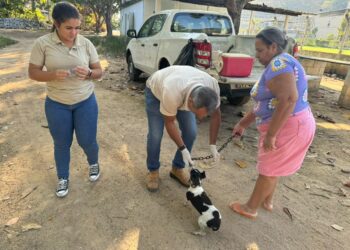BSF: campanha antirrábica nos distritos alcança mais 600 cães e gatos vacinados