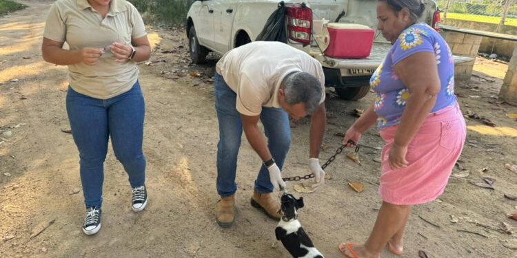 BSF: campanha antirrábica nos distritos alcança mais 600 cães e gatos vacinados