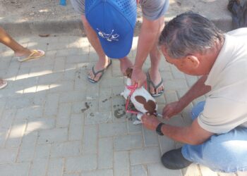 Vigilância Ambiental de Barra de São Francisco abre atendimento para vacinação antirrábica em sua sede no Centro da cidade; veja os horários