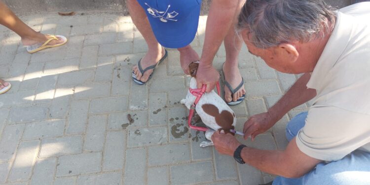 Vigilância Ambiental de Barra de São Francisco abre atendimento para vacinação antirrábica em sua sede no Centro da cidade; veja os horários