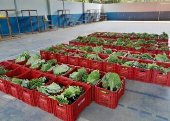 Prefeitura de Barra de São Francisco realiza entrega de 150 cestas verdes a instituições e famílias cadastradas na Assistência Social