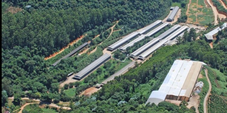 ES é o terceiro maior produtor de ovos do Brasil, que é o quinto do mundo