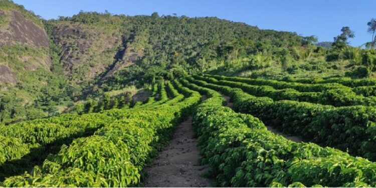 Senador capixaba apresenta proposta para zerar impostos sobre o café