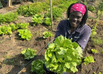 Projeto de hortas familiares garante permanência de famílias no campo no Norte do ES