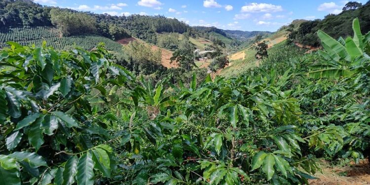 Como fica a agricultura capixaba com o Estado de Alerta sobre a situação hídrica no Espírito Santo