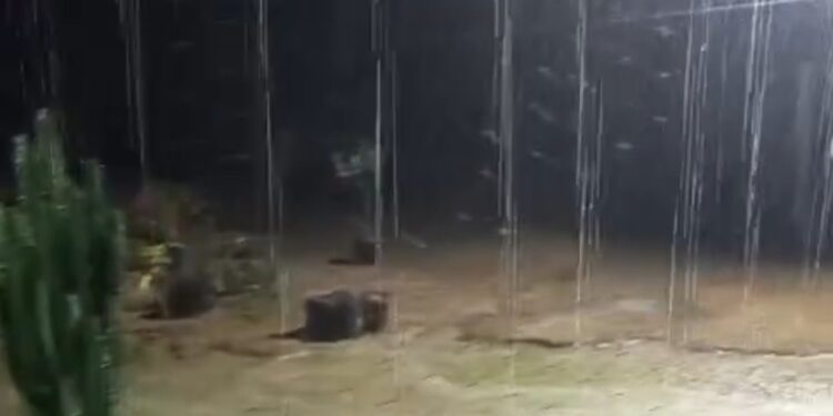 Chuvas chegam ao Norte e devolvem esperança aos produtores