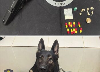 Força Tática e equipe K9 apreendem drogas e simulacro de arma na Vila Vicente, em Barra de São Francisco