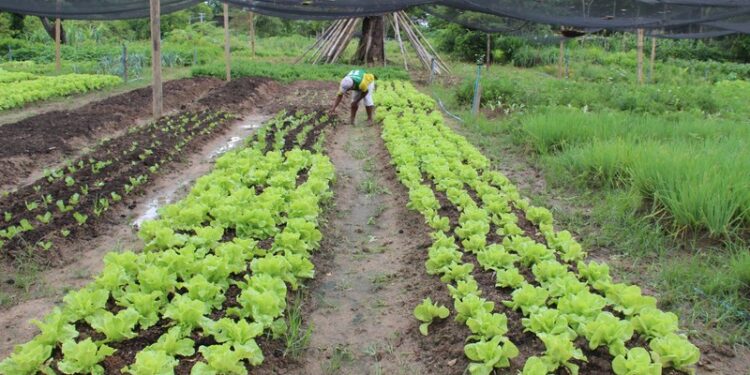 Hortão municipal de Barra de São Francisco bate recorde de produção