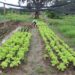 Hortão municipal de Barra de São Francisco bate recorde de produção