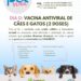 Programa Pet Vida, em Barra de São Francisco, realizará Dia D de vacinação antiviral de cães e gatos; veja o cronograma