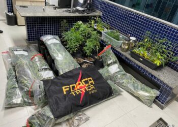 “Lavoura de maconha” encontrada dentro de uma das maiores cidades do ES