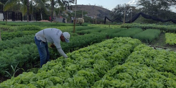 Hortão municipal de Barra de São Francisco produziu 1.593 kg de legumes e frutas e 98 caixas de verduras em outubro