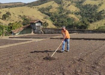 Café na tulha ou na pia, o melhor investimento financeiro dos últimos 15 meses: 196%