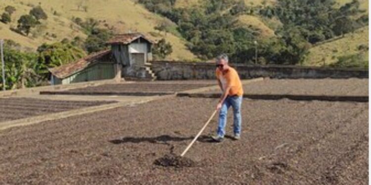 Café na tulha ou na pia, o melhor investimento financeiro dos últimos 15 meses: 196%