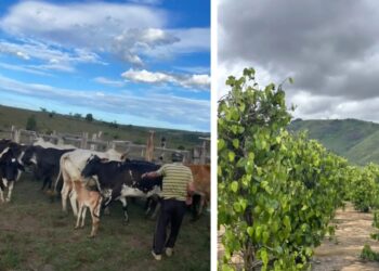 Família de São Mateus na iminência de virar sem-terra: a bomba relógio da questão agrária no ES e no Brasil