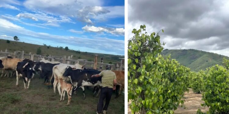 Família de São Mateus na iminência de virar sem-terra: a bomba relógio da questão agrária no ES e no Brasil
