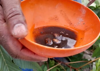 Foco de dengue: dono de loteamento é notificado e multado